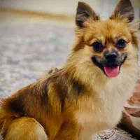 سگ پامرانین روباهی بالغ