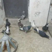 نر تبعیدی گردن کلفت زرند|پرنده|کرمان, |دیوار