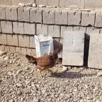 مرغ و جوجه|حیوانات مزرعه|لیلان, |دیوار