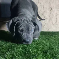 کنکورسو توله کن کورسو نرماده بلو مشکی و رنگ خاص|سگ|ماهدشت, |دیوار