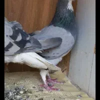 ماده خرقه