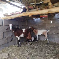 بزکهره|حیوانات مزرعه|کرمان, |دیوار