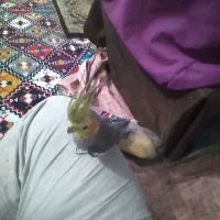 عروس|پرنده|تهران, خاک سفید|دیوار