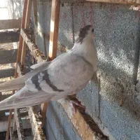 دمگیر کاکلی