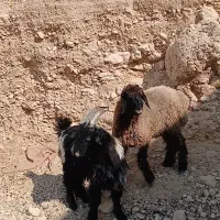 بره وکهر کبابی