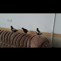 کارل میولمنز