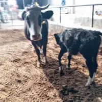 میش وبره گاو گوساله