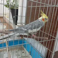 عروس هلندی سخنگو