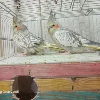 ۴عددعروس هلندی