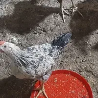 جوجه محلی مرغ و خروس رسمی گلپایگان.نیمچه