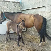سلام مادیون کوری قاطر
