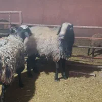 قوچ شال اسیل|حیوانات مزرعه|اقبالیه, |دیوار