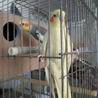 یک جفت عاروس هلندی