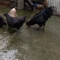 تعدادی جوجه مرغ و جوجه خروس ایام سمانی