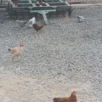 مرغ و خروس
