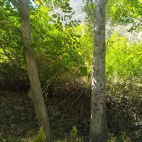 فروش چوب درخت|خدمات باغبانی و درختکاری|دزپارت, |دیوار