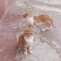 گربه|گربه|یزد, |دیوار