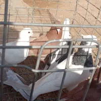 فروش ۷تا کبوتر خوب