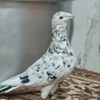 سار هفت رنگ فروشی