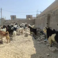 گوشتکهرهوبزدرخدمتدوستانهستم