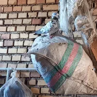کبوتر|پرنده|گنبد کاووس, |دیوار