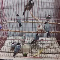 فنچ نرگسی