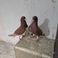 طوقی