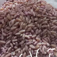 گندم ابی آران و گندم کوهدشت درجه یک