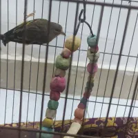 قناری. سهره. سهره قناری|پرنده|سبزوار, قصبه غربی|دیوار