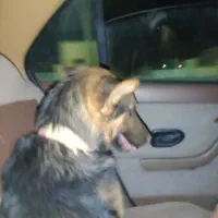 سگ جرمنی پلیسی خیلی باهوش