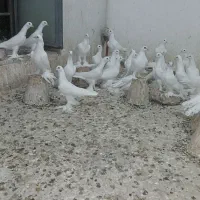 کبوتر اوجاپاچا . پارپارلی . لوتی قرمز گوز|پرنده|سهند, |دیوار