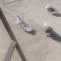 کبوتر پرشی|پرنده|اصفهان, جاوان|دیوار