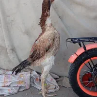 مرغ لاری اوشامو نسل معتبر