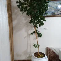 گل طبیعی آپارتمانی