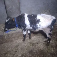 ۴ راس گوساله نر و ماده گاو|حیوانات مزرعه|رشت, بازار|دیوار