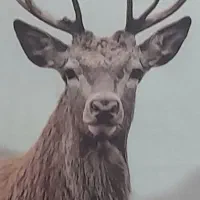 اسباب بازی نیه لا.ستیک ما.شین ر.ینک 15