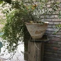 تعدادی گل حیاط و راه پله همه ۵۰۰ تومان|گل و گیاه طبیعی|تهران, خواجه نصیر طوسی|دیوار