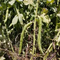 باقله خشک بذرهیستال پرثمر زودپز(عکسا همه دیده بشه)|خوردنی و آشامیدنی|دهدشت, |دیوار