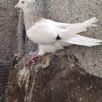 کله کفتر