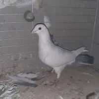 کبوتر گرگی و المانی|پرنده|اردکان, |دیوار