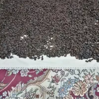 انگور کشمش آفتابی