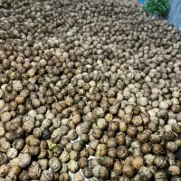 گردو تازه‌ امسال