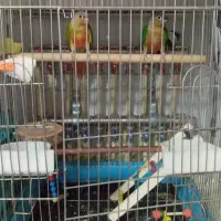 دوتا گرینچیک 2 ماه است نر و ماده نمیدنم