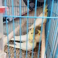 عروس هلندی لوتینو