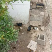 جوجه محلی