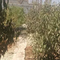 باغ|فروش خانه و ویلا|نجف‌آباد, جلال آباد|دیوار