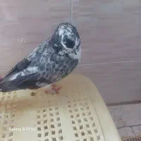 کبوتر فروشی