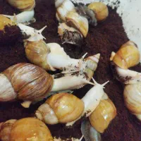 شغل دوم حیوان خانگی حلزون اچاتینا