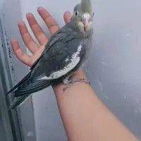 عروس هلندی|پرنده|مشهد, زمانه|دیوار