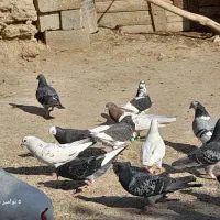 کبوتر پرشی و مسافتی|پرنده|محمدبار, |دیوار